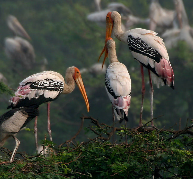 Photo of Keoladeo National Park, Bharatpur, Rajasthan, India by Abhijit