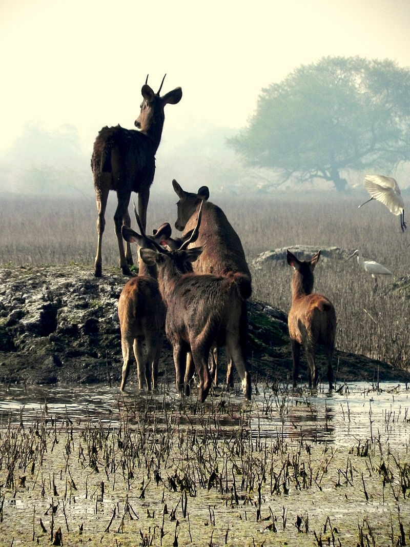 Photo of Keoladeo National Park, Bharatpur, Rajasthan, India by Abhijit