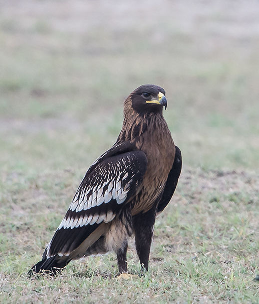 Photo of Keoladeo National Park, Bharatpur, Rajasthan, India by Abhijit