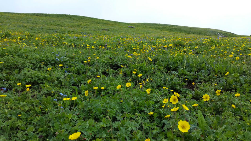 Photo of When I ditched the beaten path to explore the heart of Kashmir ‘on foot’ #kashmirinphotos by Diana Banik