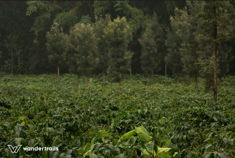 Photo of The Jungles down South - 3N4D Masinagudi-Wayanad 2/14 by Indrani Samajpati