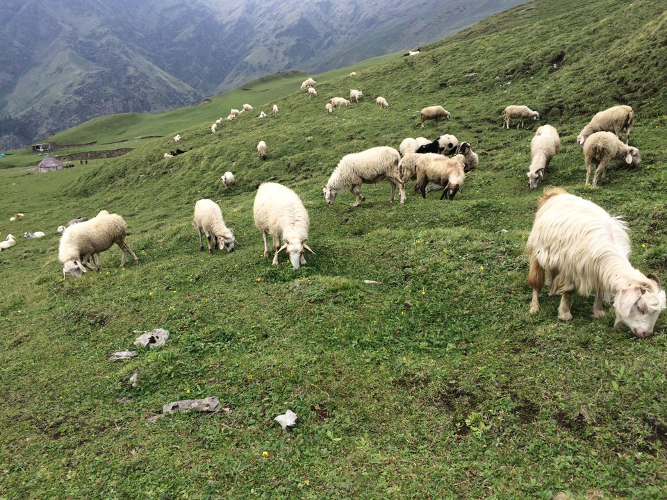 Photo of Bedini Bugyal, Chamoli, Uttarakhand, India by Bhromonn (ভ্রমণ)
