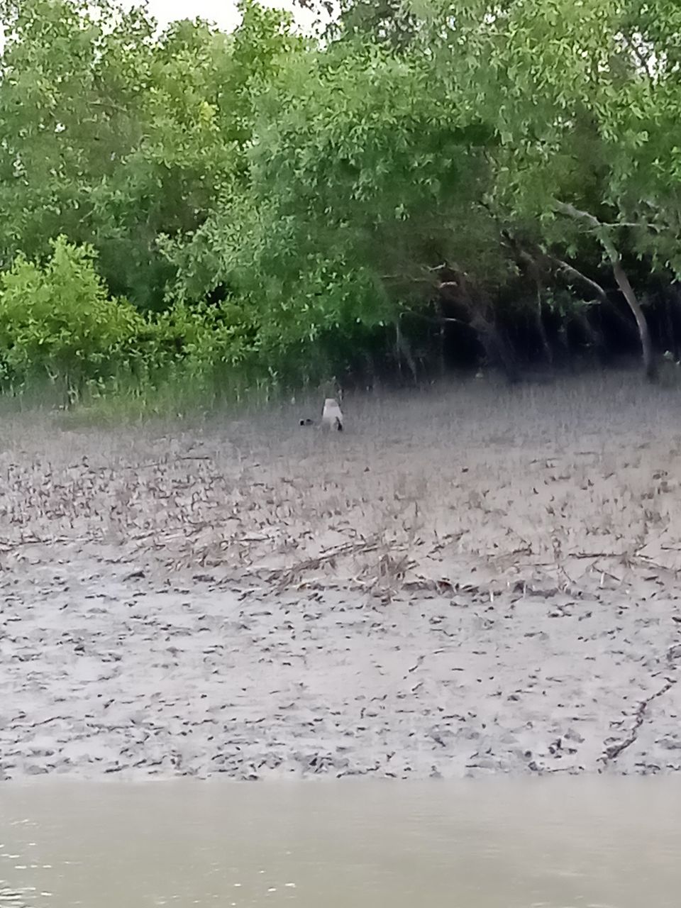 Photo of Sundarbans a world of it's own beyond Bengal Tiger by Mitrajit Biswas