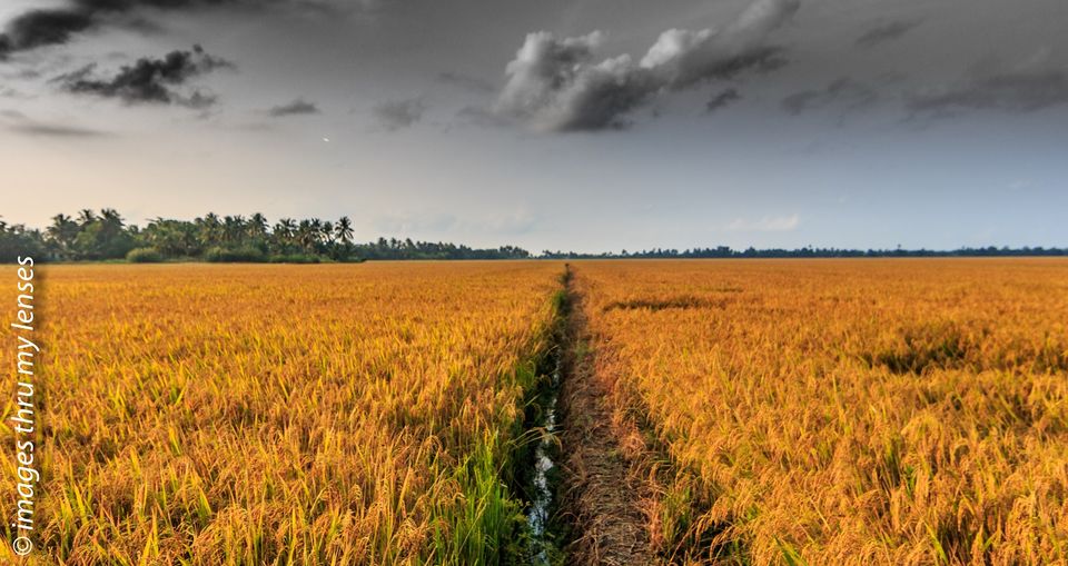 Photo of Breathe easy and slow down ; that's how Kerala's backwaters affect you by sumit walia