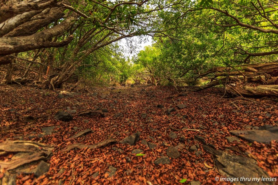Photo of Syntheri Rocks : Ravines of the era gone by by sumit walia