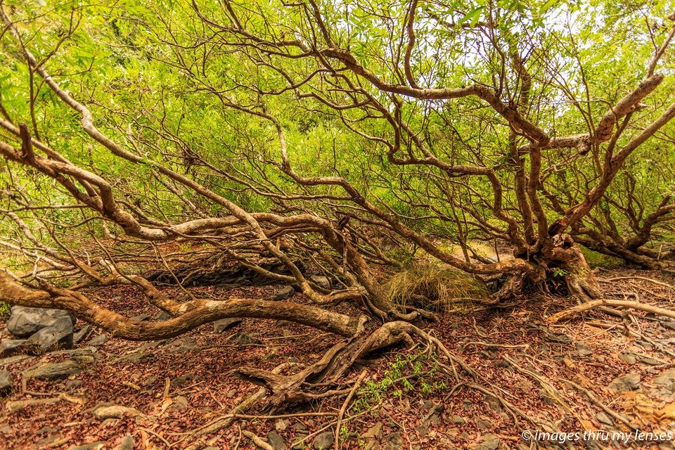 Photo of Syntheri Rocks : Ravines of the era gone by by sumit walia