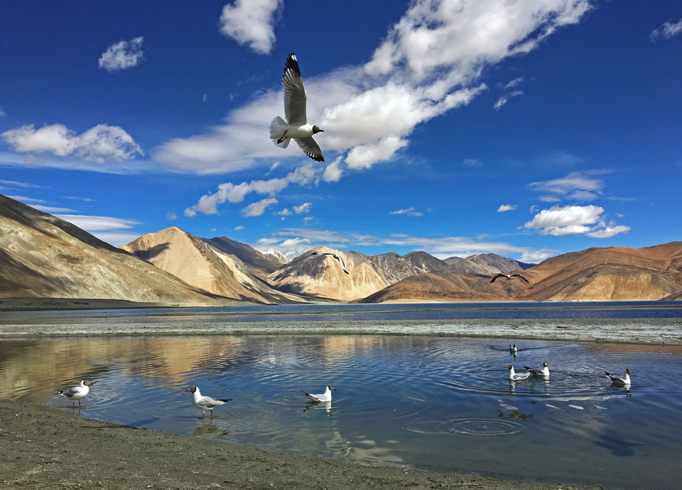 Photo of Ladakh-Independence Special 2/2 by Vighnesh Shirke