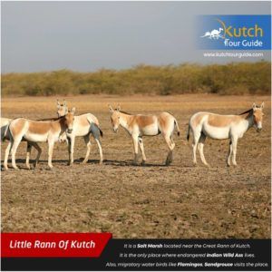 Photo of Best 20 Places to Visit in Kutch During Rann Utsav 9/21 by Kutch Tour Guide