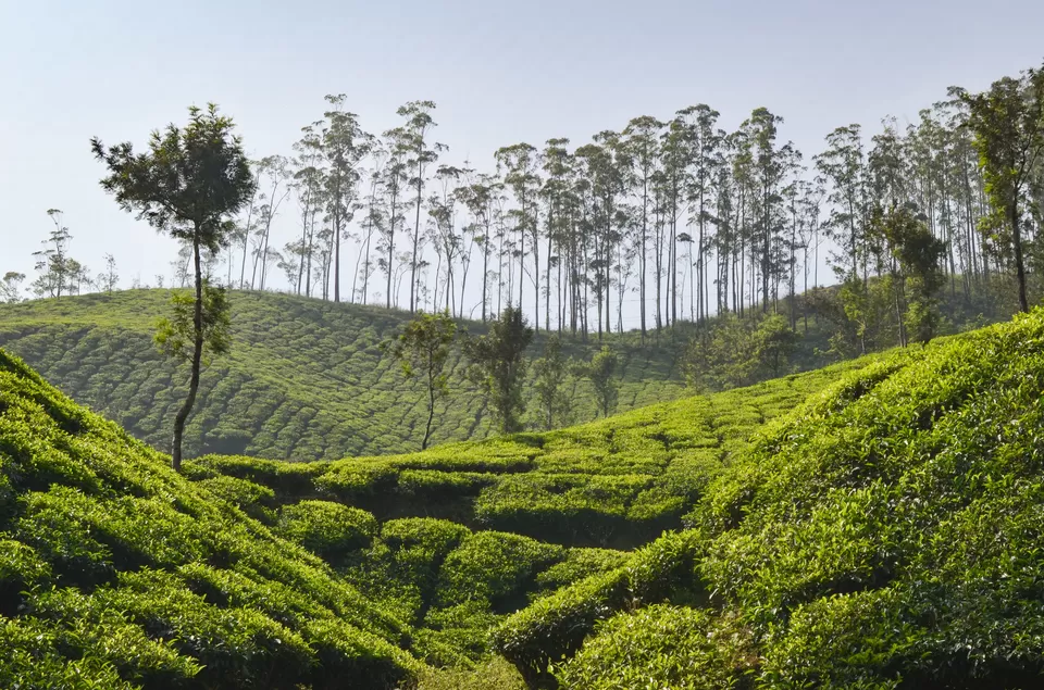 Photo of Top Station, Kerala, India by Bongyatri - Sourav and Anindita