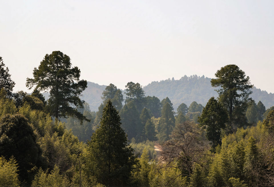 Photo of Ziro by Bongyatri - Sourav & Anindita