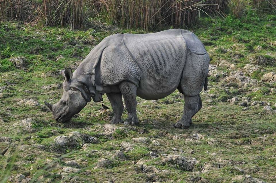 Photo of Kaziranga National Park, Assam, India by Bongyatri - Sourav and Anindita
