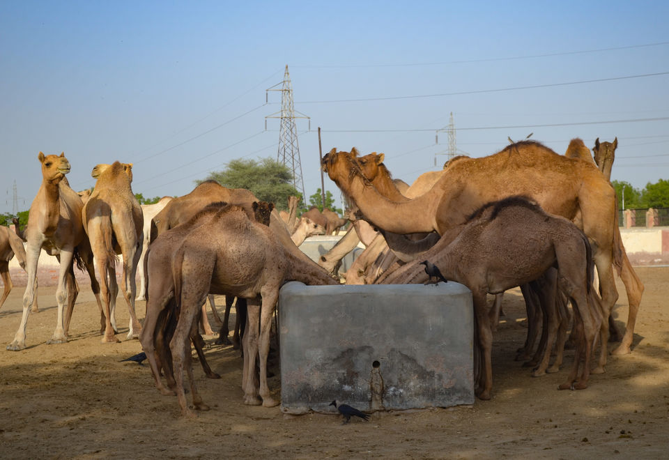 Photo of Bikaner, Rajasthan, India by Bongyatri - Sourav and Anindita