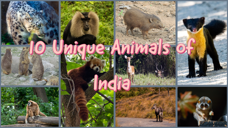 Photo of You'd Be Surprised To Know That These Animals Can Be Found In India! by Bongyatri - Sourav and Anindita