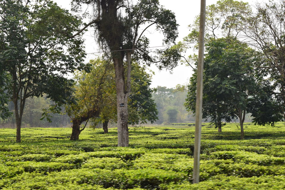 Photo of Enjoy The Dense Forests & Lush Greeneries Of Dooars From Vistadome Coach 2/5 by Bongyatri - Sourav and Anindita