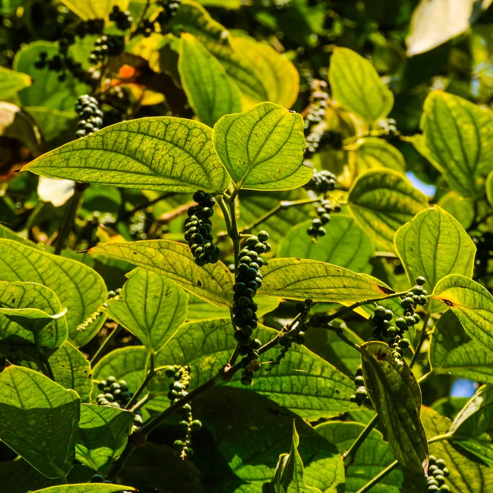 Photo of Here Is How We Planned To Visit Chikmagalur - The Land Of Coffee by Bongyatri - Sourav and Anindita