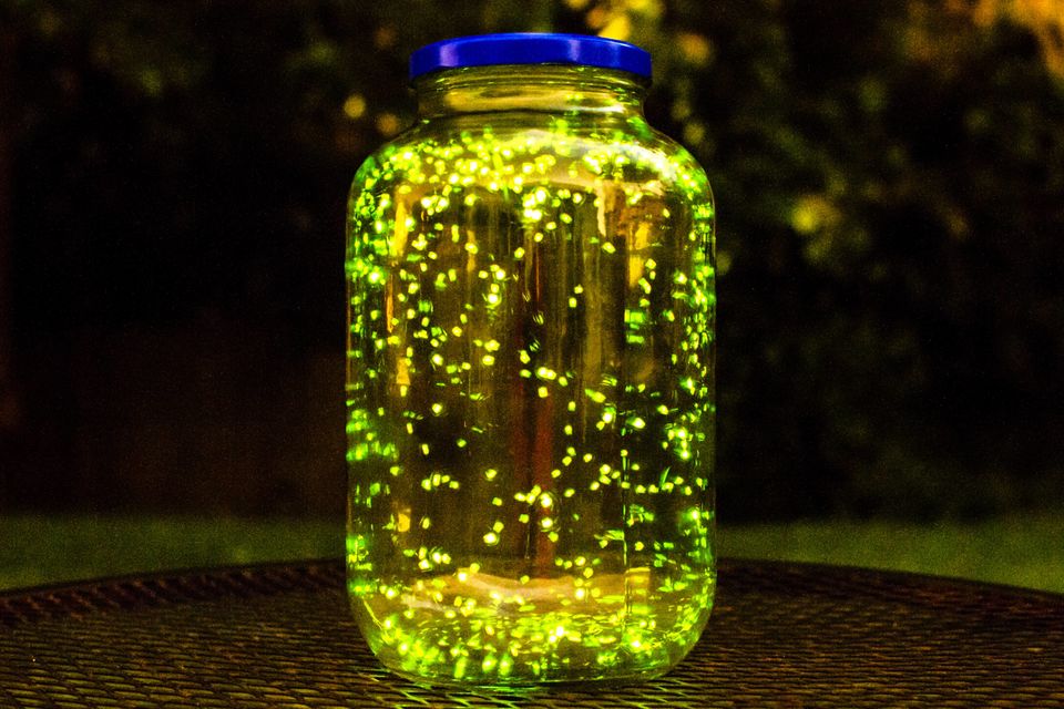 Photo of 10 things to know before going for Firefly Festival. 1/1 by Vimal Gopal