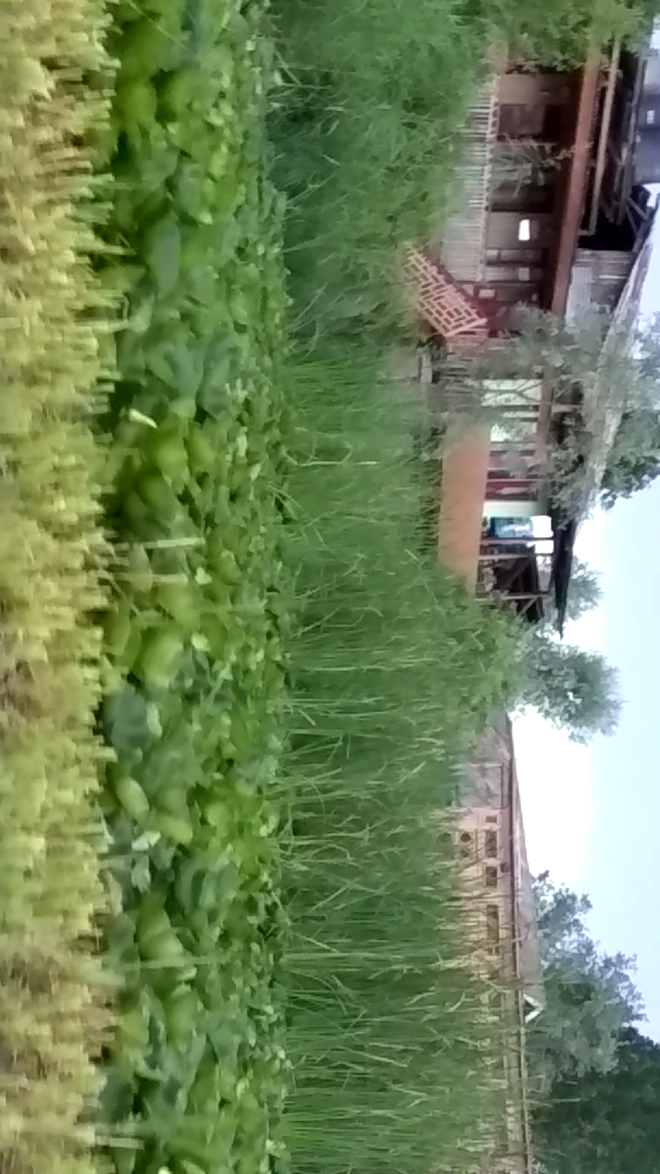 Photo of Kashmir Guide : Part 5 Dal lake - An Isolated Stretch From The Main Town by Saloni G