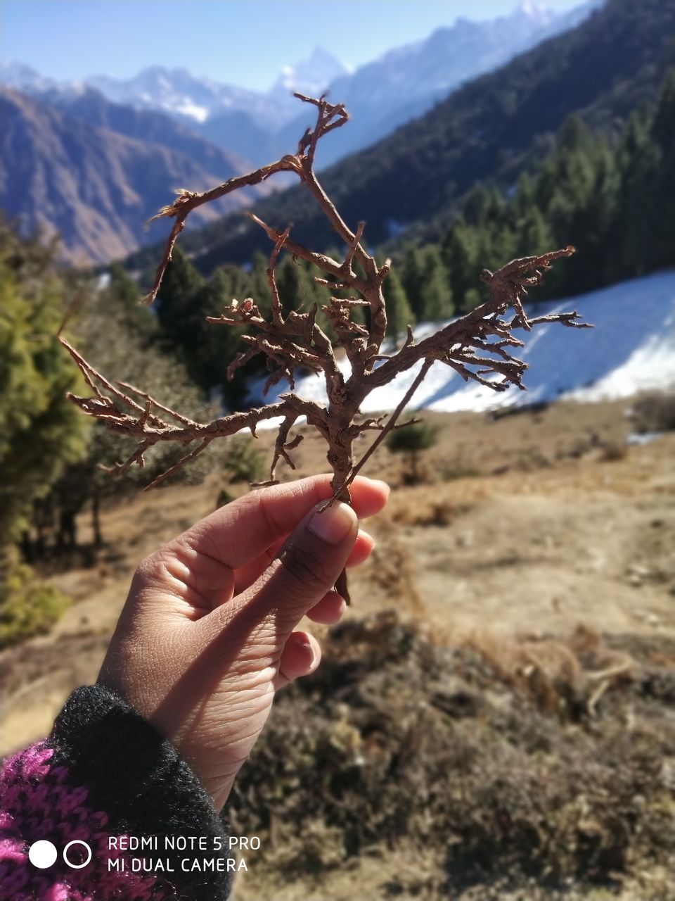 Photo of Perfect cure for January blues - Auli #offbeatuttarakhand by Saloni Goyal