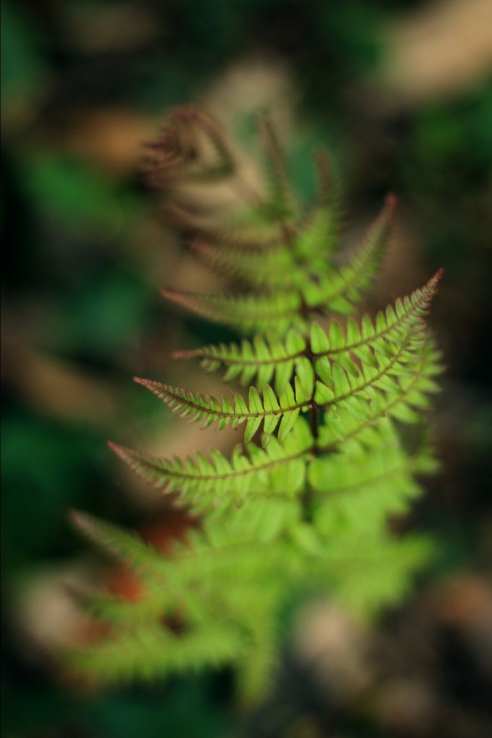 Photo of Life of mussoorie by Sonu Verma