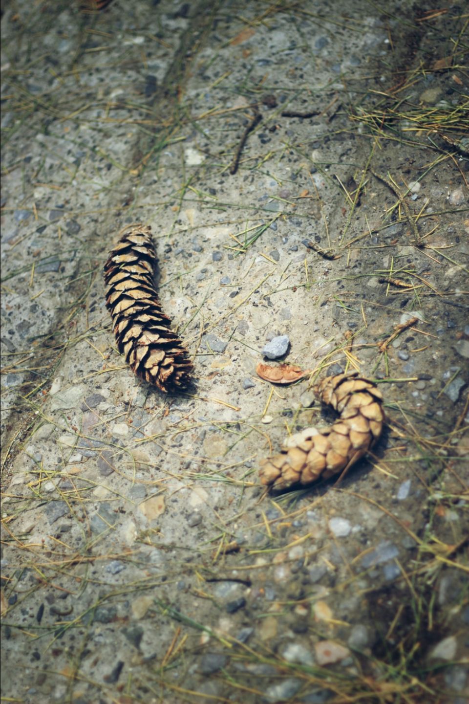 Photo of Life of mussoorie by Sonu Verma