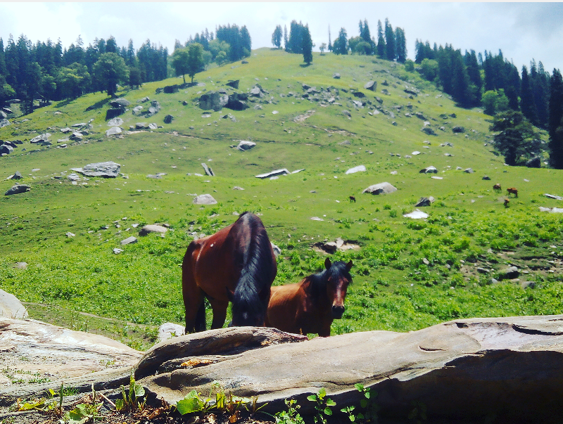Photo of Secrets Of Manali 16/22 by Devanshi Srivastava