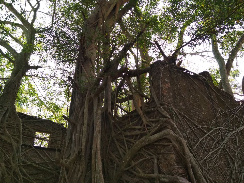 Photo of Amazing Andamans!! by Devanshi Srivastava