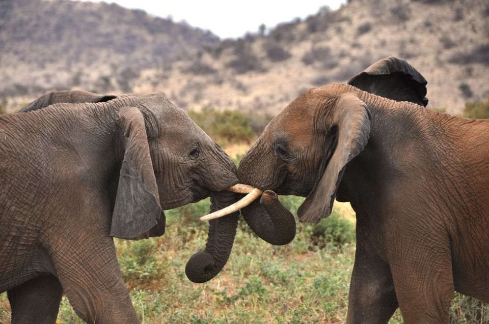 Photo of This is the best time to book your next magic Masai Mara holiday, "BIG FIVE"? 2/9 by Bruno Derick