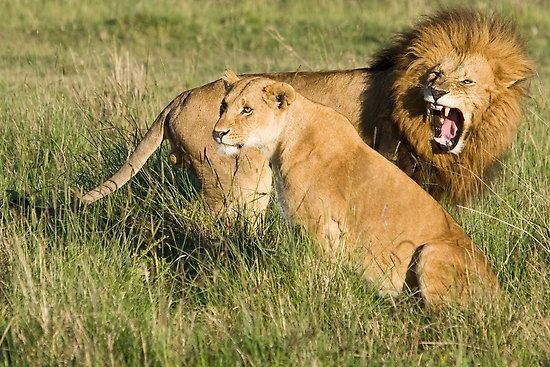 Photo of This is the best time to book your next magic Masai Mara holiday, "BIG FIVE"? 4/9 by Bruno Derick