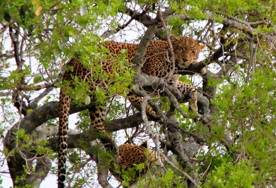 Photo of This is the best time to book your next magic Masai Mara holiday, "BIG FIVE"? 6/9 by Bruno Derick