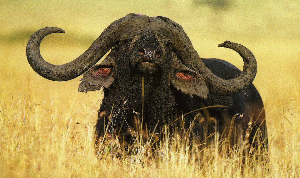 Photo of This is the best time to book your next magic Masai Mara holiday, "BIG FIVE"? 7/9 by Bruno Derick