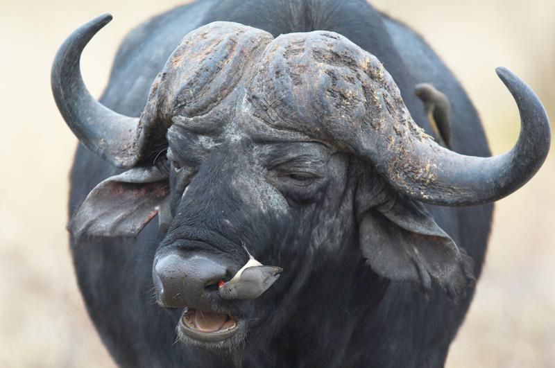 Photo of This is the best time to book your next magic Masai Mara holiday, "BIG FIVE"? 8/9 by Bruno Derick