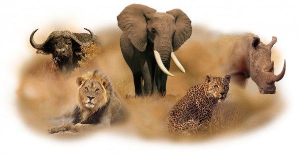 Photo of This is the best time to book your next magic Masai Mara holiday, "BIG FIVE"? 1/9 by Bruno Derick