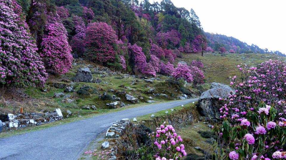 Photo of Getaway to the hills: Chopta 2/3 by Archana Permi
