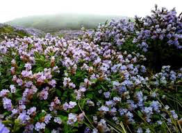 Photo of The Neelakurinji Fever @ Munnar by Khevna Bhatt Shah