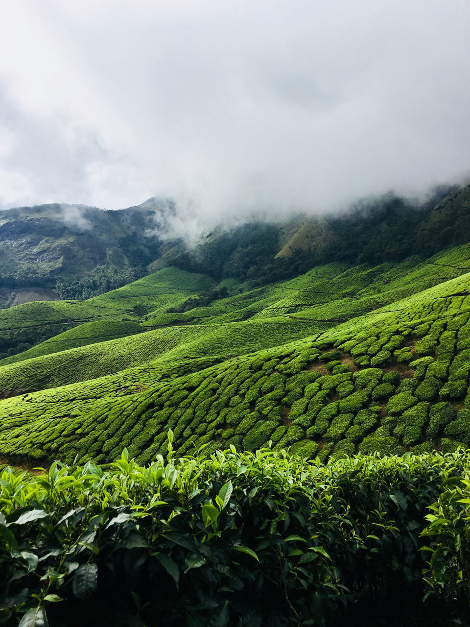 Photo of The Neelakurinji Fever @ Munnar by Khevna Bhatt Shah