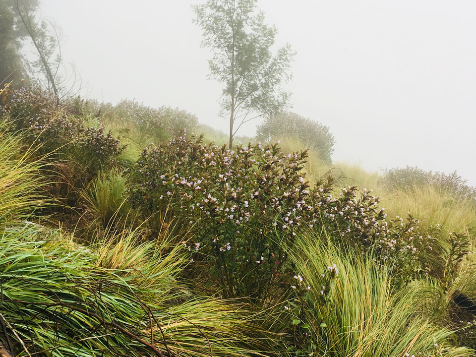 Photo of The Neelakurinji Fever @ Munnar by Khevna Bhatt Shah