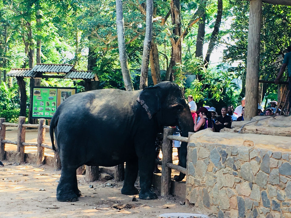 Photo of Pinnawala Elephant Orphanage, B199, Rambukkana, Sri Lanka by Khevna Bhatt Shah