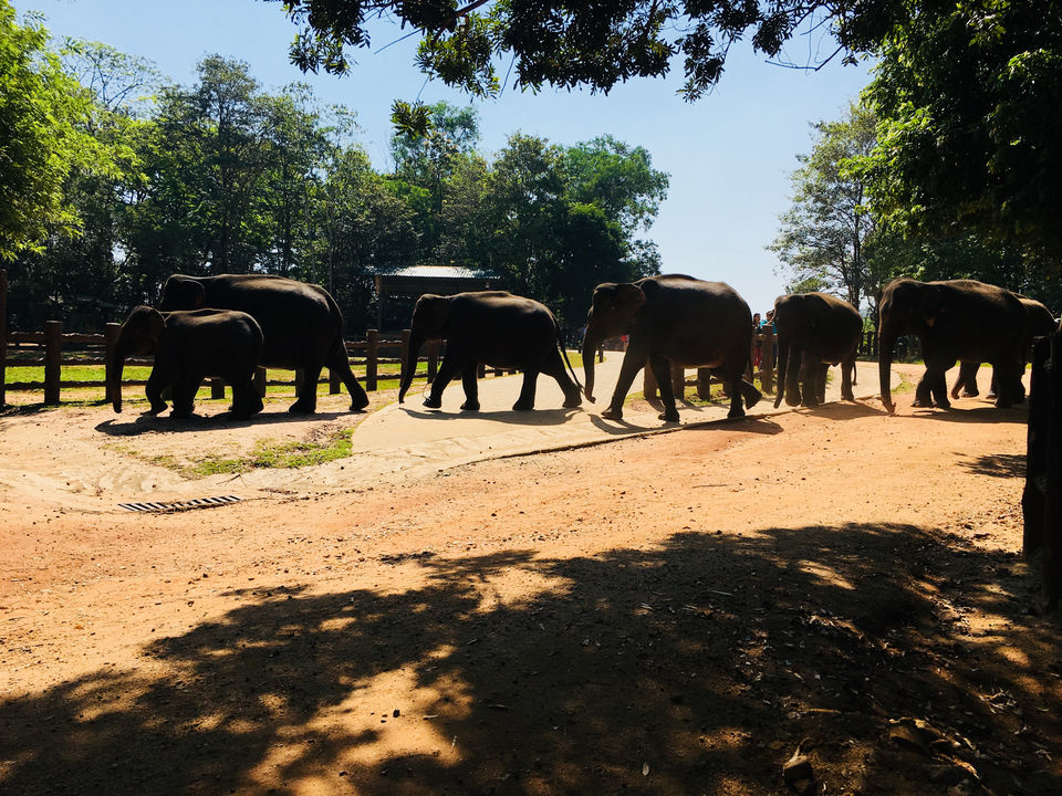 Photo of Pinnawala Elephant Orphanage, B199, Rambukkana, Sri Lanka by Khevna Bhatt Shah