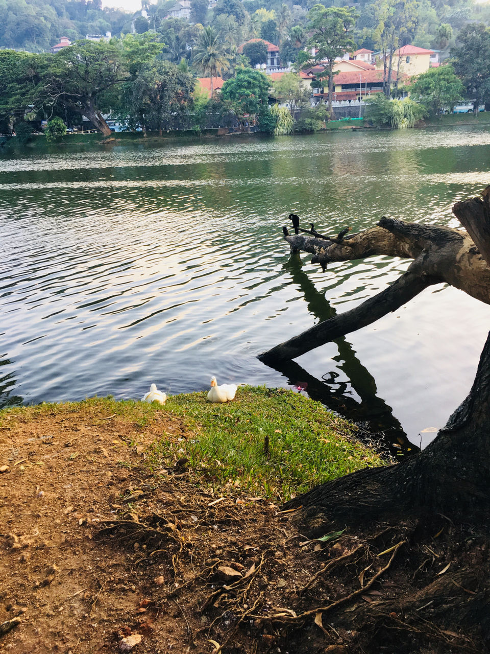 Photo of Srilanka: Serene? Soulful? Sun Baths? ALL! by Khevna Bhatt Shah