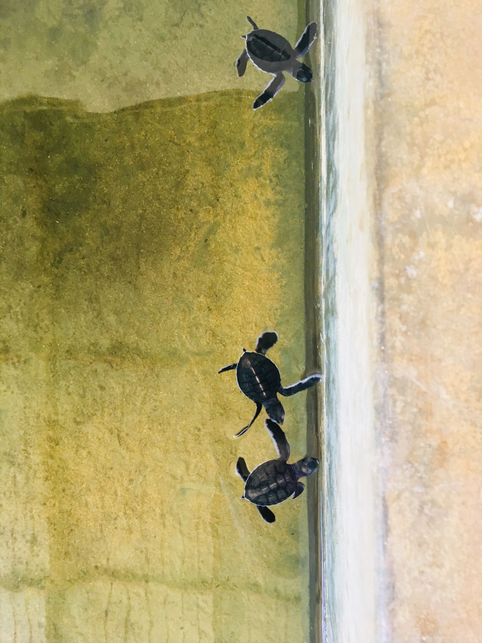 Photo of Srilanka: Serene? Soulful? Sun Baths? ALL! by Khevna Bhatt Shah