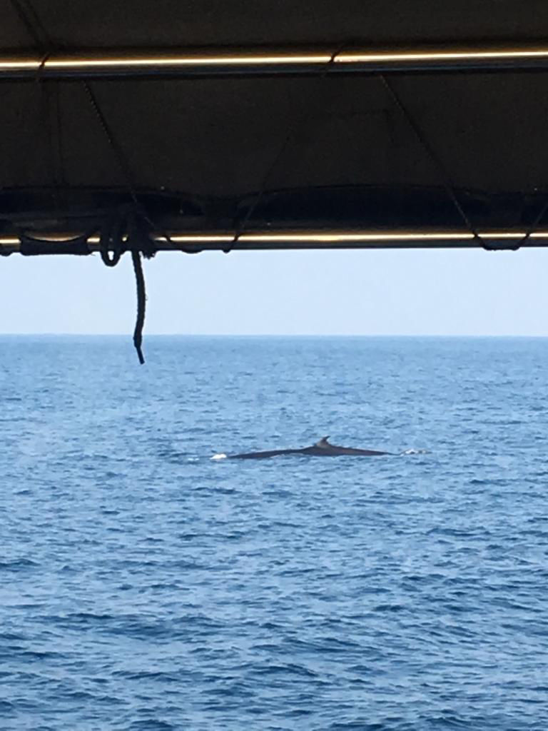 Photo of Mirissa Whale Watching, Asian Highway 43, Sri Lanka by Khevna Bhatt Shah