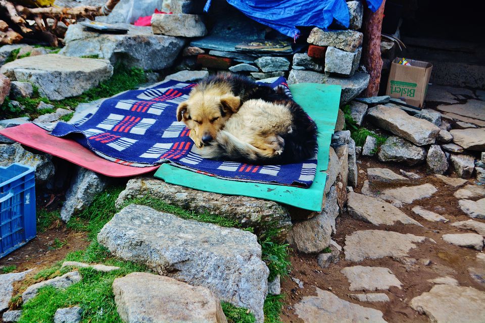 Photo of Triund, Kangra, Himachal Pradesh, India by Kanj Saurav