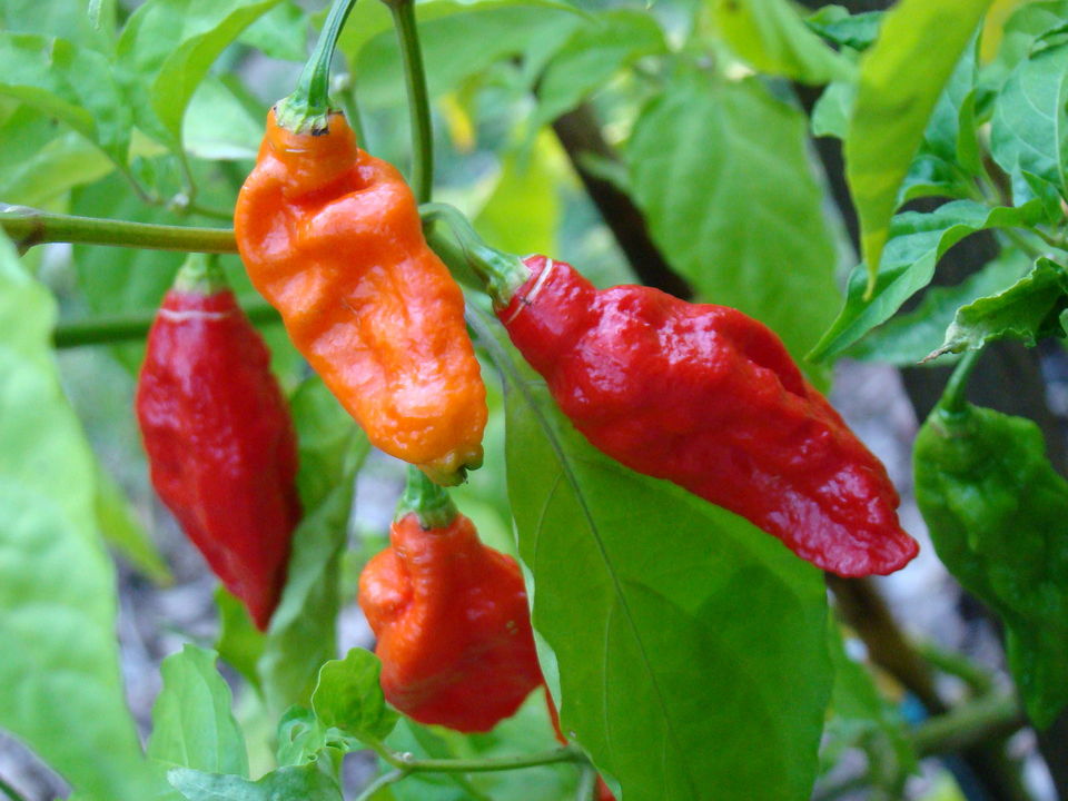 Photo of Ghost Chilly, Beef, Oranges, Cherries & More- Hit These Towns To Taste The Best Of Northeast 1/10 by Kanj Saurav