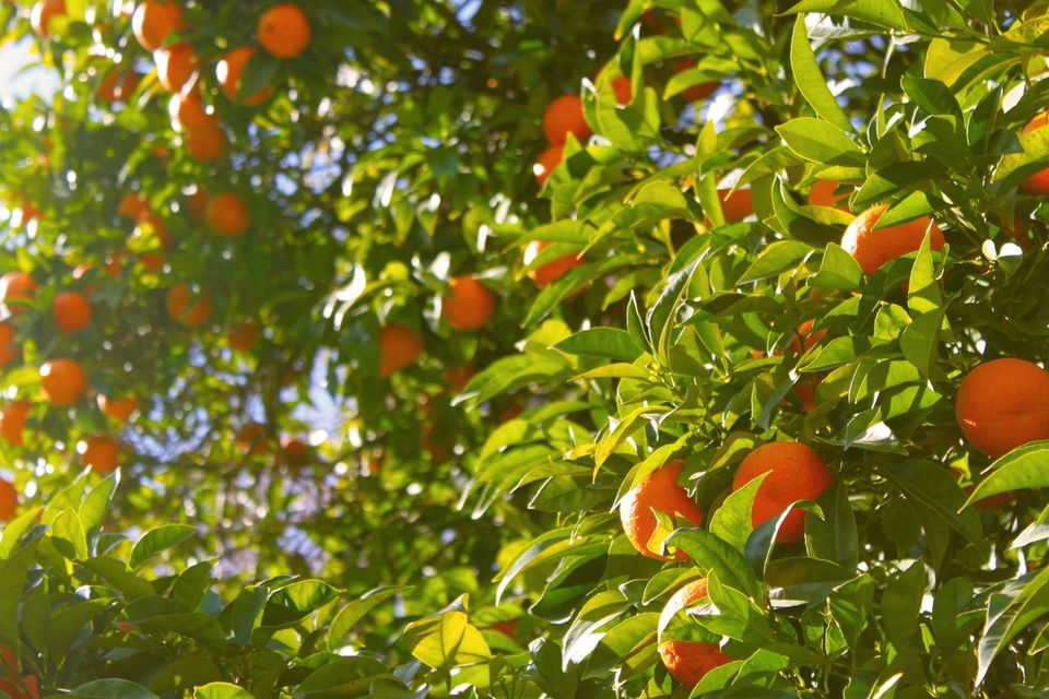 Photo of Ghost Chilly, Beef, Oranges, Cherries & More- Hit These Towns To Taste The Best Of Northeast 2/10 by Kanj Saurav