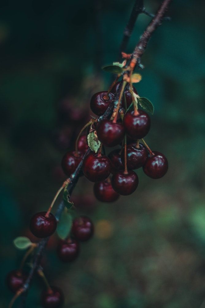 Photo of Ghost Chilly, Beef, Oranges, Cherries & More- Hit These Towns To Taste The Best Of Northeast 5/10 by Kanj Saurav