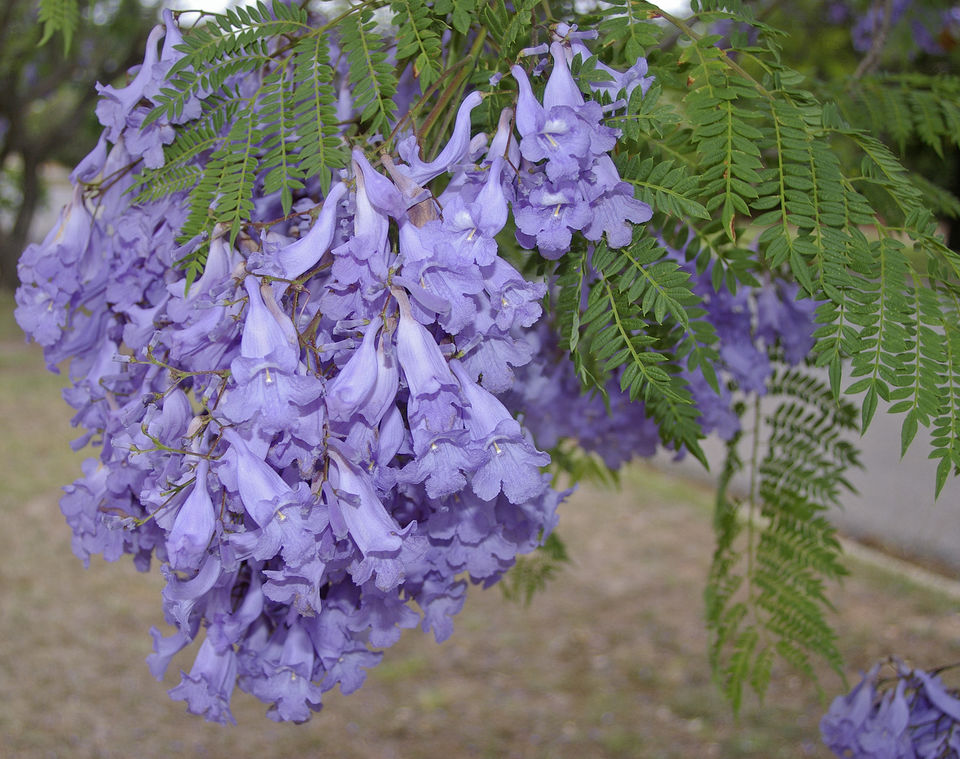 Photo of 10 Flowering Trees in India and Where to Click them This Spring Season 3/10 by Kanj Saurav