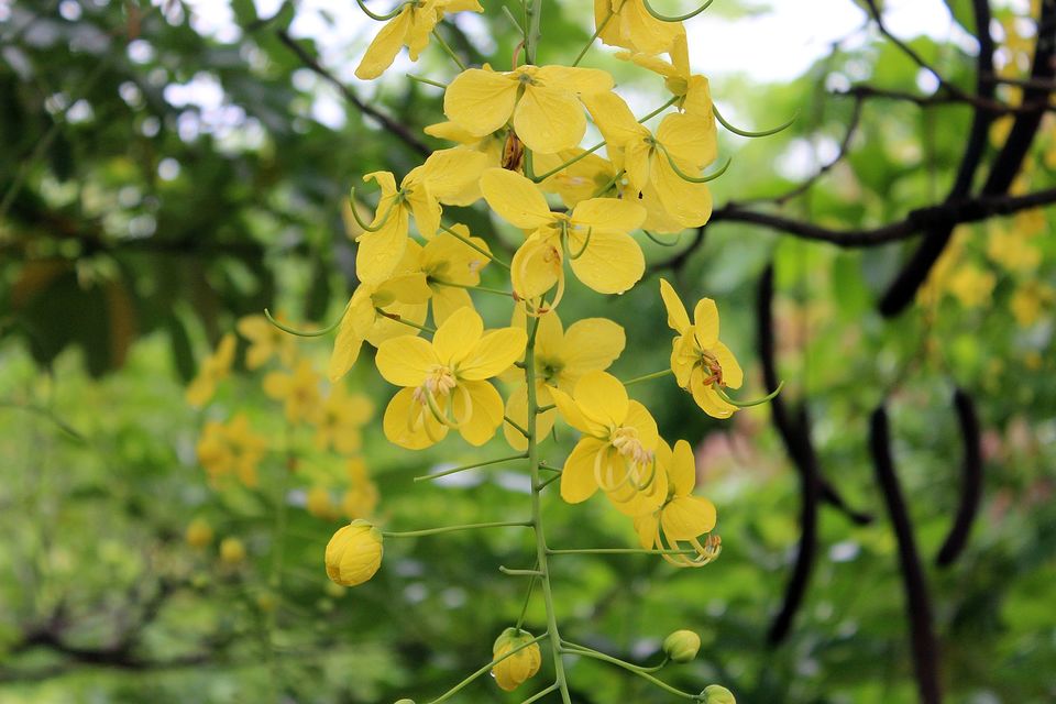 Photo of 10 Flowering Trees in India and Where to Click them This Spring Season 4/10 by Kanj Saurav