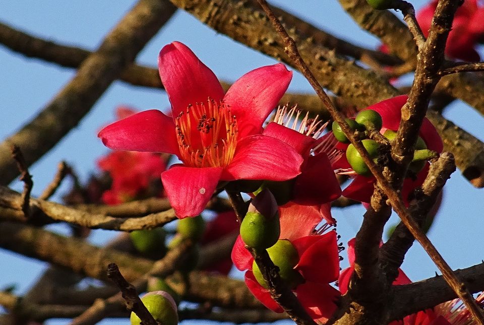 10 Flowering Trees In India And Where To Click Them This Spring Season Tripoto