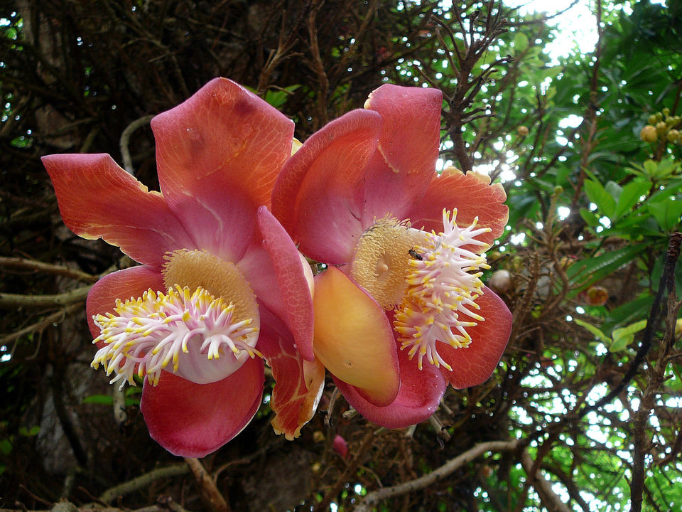 Photo of 10 Flowering Trees in India and Where to Click them This Spring Season 9/10 by Kanj Saurav