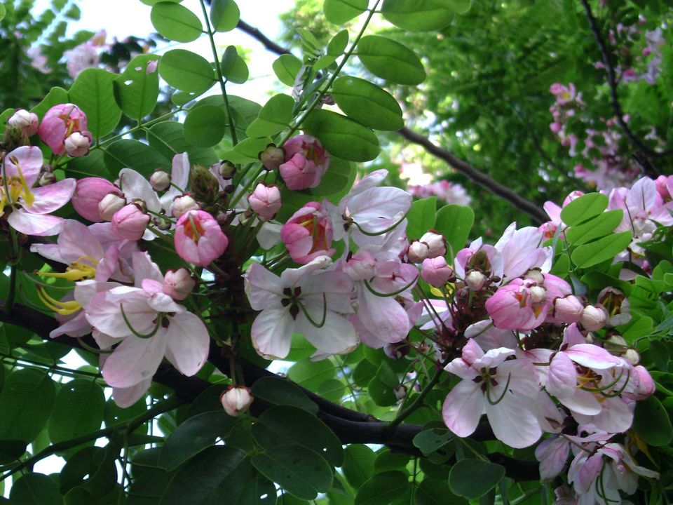 10 Flowering Trees In India And Where To Click Them This Spring Season Tripoto